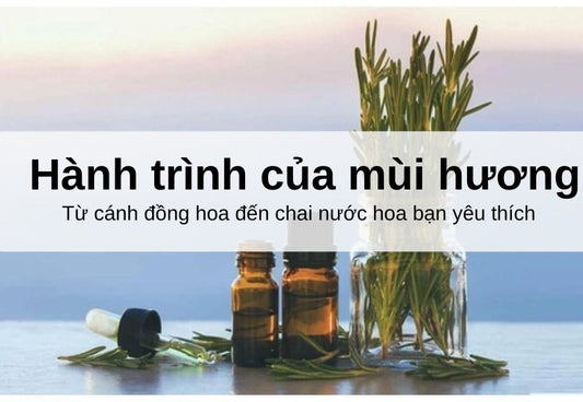 Hành trình của mùi hương: Từ cánh đồng hoa đến mùi hương bạn yêu thích